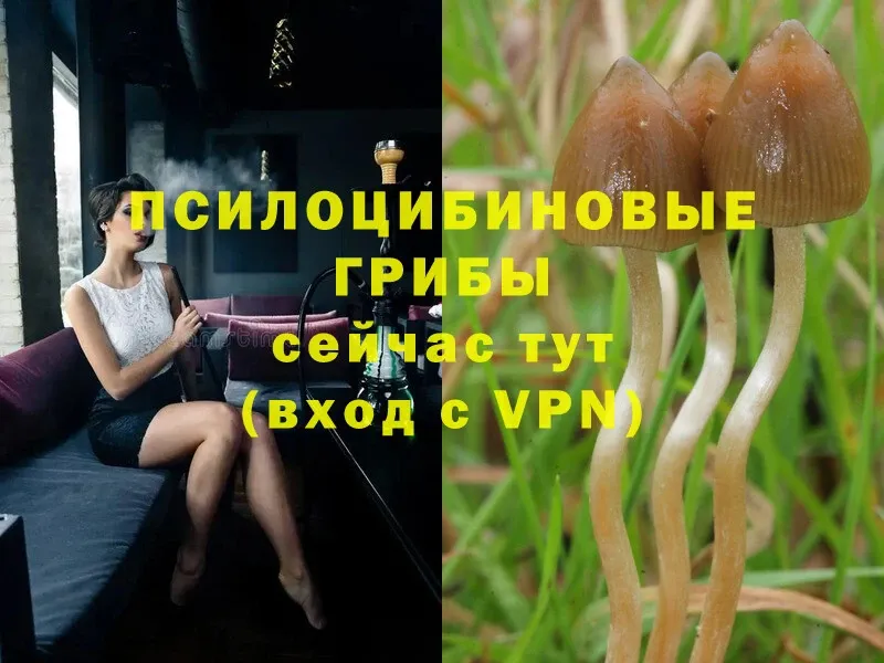 Псилоцибиновые грибы Psilocybine cubensis  Сенгилей 